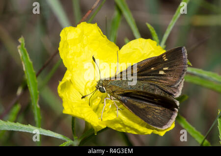 Little Glassywing, Vernia verna, donna con primula da sera dentata, Calylophus serrulatus Foto Stock