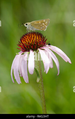 Skipper tratteggiata, Hesperia attalus, femmina su purple coneflower, Echinacea angustifolia Foto Stock