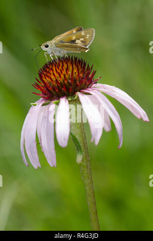 Skipper tratteggiata, Hesperia attalus, femmina su purple coneflower, Echinacea angustifolia Foto Stock
