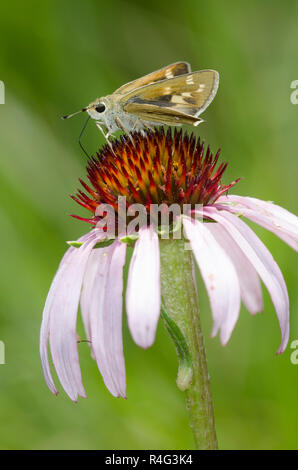 Skipper tratteggiata, Hesperia attalus, femmina su purple coneflower, Echinacea angustifolia Foto Stock