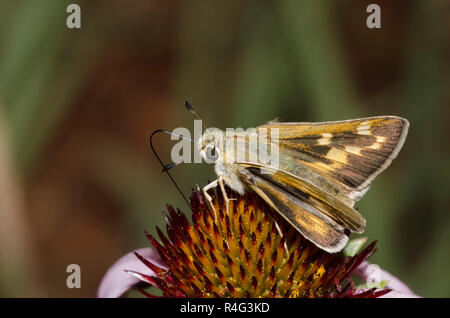 Skipper tratteggiata, Hesperia attalus, femmina su purple coneflower, Echinacea angustifolia Foto Stock