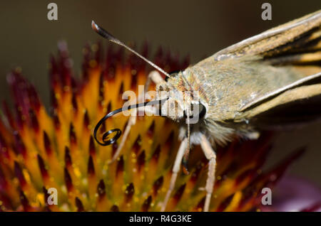 Skipper tratteggiata, Hesperia attalus, femmina su purple coneflower, Echinacea angustifolia Foto Stock