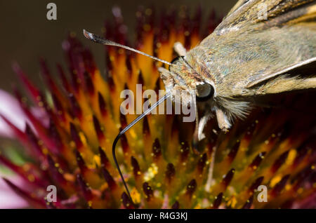 Skipper tratteggiata, Hesperia attalus, femmina su purple coneflower, Echinacea angustifolia Foto Stock