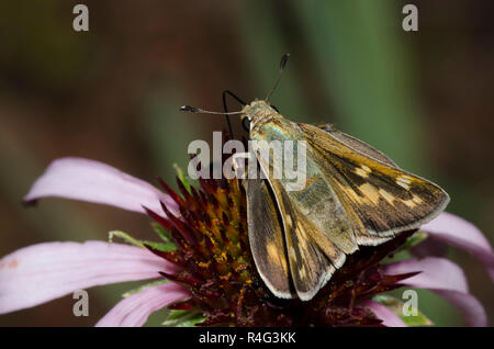 Skipper tratteggiata, Hesperia attalus, femmina su purple coneflower, Echinacea angustifolia Foto Stock