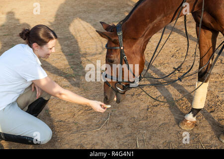 Mangiare cavallo di mano Foto Stock