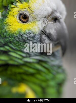 Verde piumaggio di uccelli, Arlecchino Macaw piume, natura sfondo texture Foto Stock