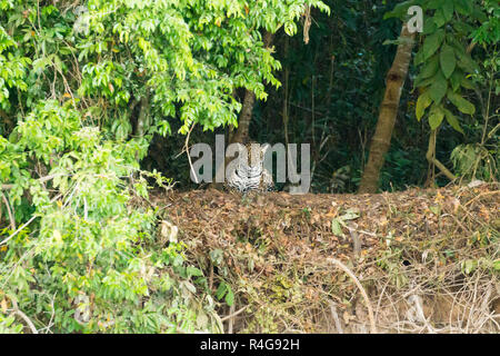 Jaguar da Pantanal, Brasile Foto Stock