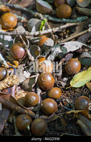 Close up di ripe ghiande sparsi sul terreno tra caduto foglie di autunno Foto Stock