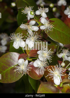 Cluster di bellissimi fiori bianchi di Eugenia uniflora, Brasiliano ciliegio, sullo sfondo dell'albero rosso-verde fogliame Foto Stock