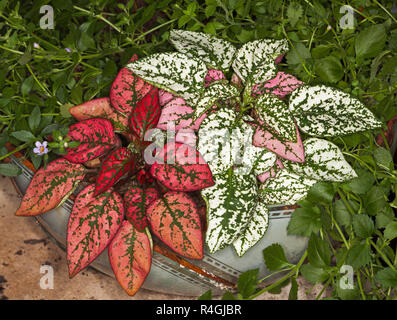 Hypoestes sanguinolenta, Polka Dot piante, con colorati di rosso. rosa e verde fogliame variegato che cresce in ceramica decorativa contenitore Foto Stock