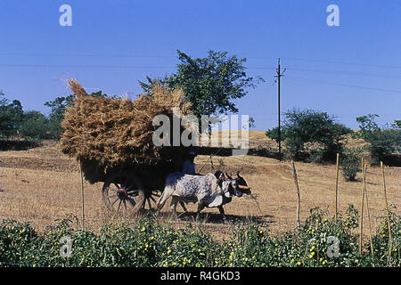 Carrello di giovenco passando vicino campo di pomodoro, Nashik, Maharashtra, India, Asia Foto Stock