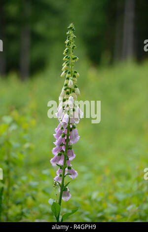 Foxglove comune (Digitalis purpurea), fiori, Baviera, Germania Foto Stock