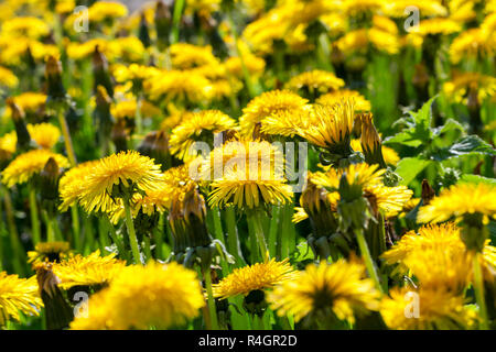 Il tarassaco giallo in primavera Foto Stock