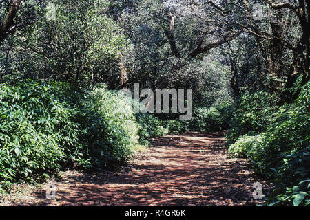 Percorso nella foresta, Matheran, Maharashtra, India, Asia Foto Stock