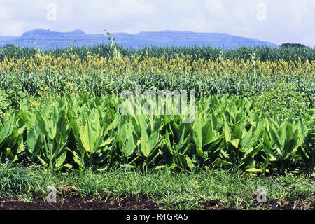 Pianta curcuma con coltivazione del sorgo, Satara, Maharashtra, India, Asia Foto Stock