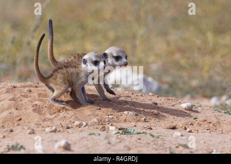 Meerkats (Suricata suricatta), due giovani maschi a burrow osservando le frazioni, Kgalagadi Parco transfrontaliero, Capo Settentrionale Foto Stock