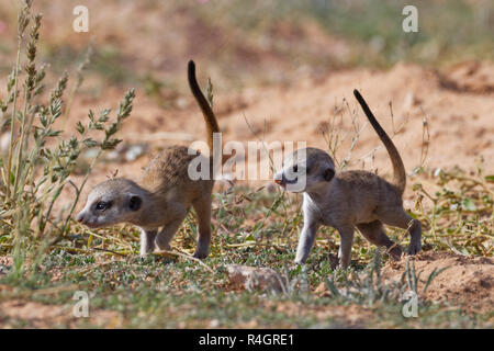 Meerkats (Suricata suricatta), due giovani maschi a piedi, Kgalagadi Parco transfrontaliero, Northern Cape, Sud Africa Foto Stock