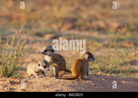 Meerkats (Suricata suricatta), tre giovani maschi a burrow, osservando le frazioni, Kgalagadi Parco transfrontaliero Foto Stock