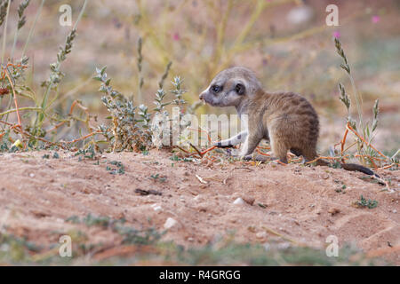 Meerkat (Suricata suricatta), giovane maschio guardando a burrow, avviso Kgalagadi Parco transfrontaliero, Northern Cape, Sud Africa Foto Stock