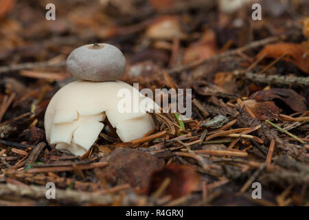 Radiati earthstar Foto Stock