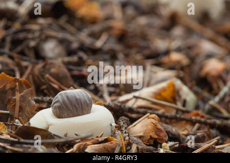 Radiati earthstar Foto Stock