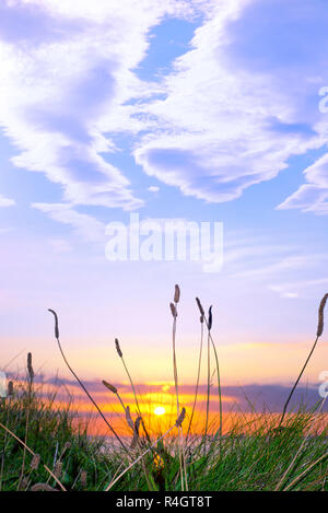 Erba alta sulla wild atlantic modo tramonto Foto Stock