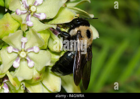 Falegname orientale Bee, Xylocopa virginica, femmina, sul verde, milkweed Asclepias viridis Foto Stock