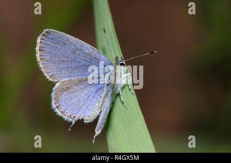 Codato orientale-blu, Cupido comyntas, maschio Foto Stock