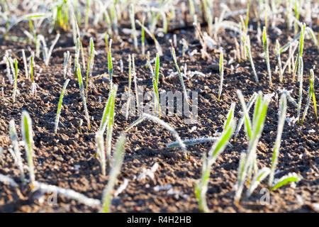 Grano verde nel gelo, close-up Foto Stock