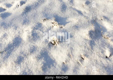 Urti in neve, inverno Foto Stock