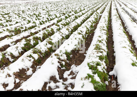 La carota il raccolto nella neve Foto Stock