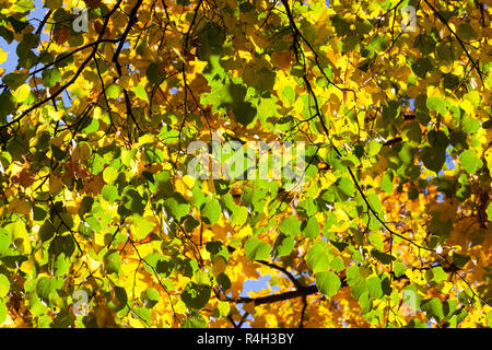 Albero di tiglio in autunno Foto Stock