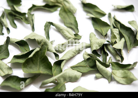 Secchi di foglie di curry su sfondo bianco. Foto Stock