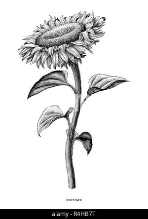 Girasole disegno a mano in bianco e nero vintage clip art isolati su sfondo bianco Illustrazione Vettoriale