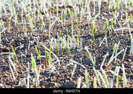 Grano verde in un gelo Foto Stock