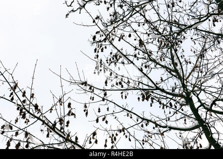 Alberi nella foresta di inverno Foto Stock