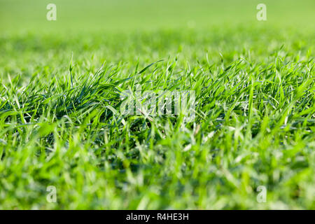 Giovani piante di erba, close-up Foto Stock