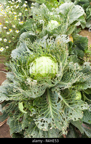 Campo con cavolo verde Foto Stock