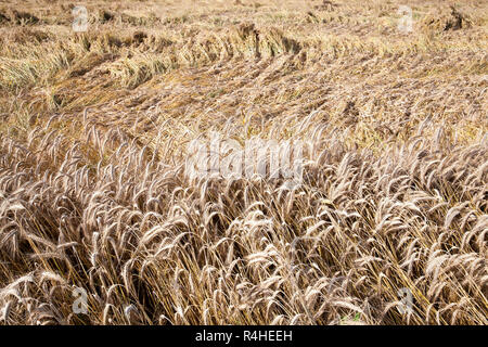 Cereali maturi, close-up Foto Stock