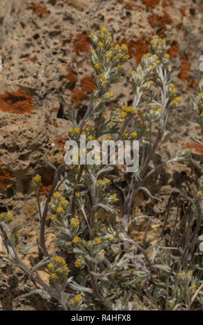 Alpine assenzio, Artemisia umbelliformis, in fiore in alta quota nelle Alpi francesi. Foto Stock