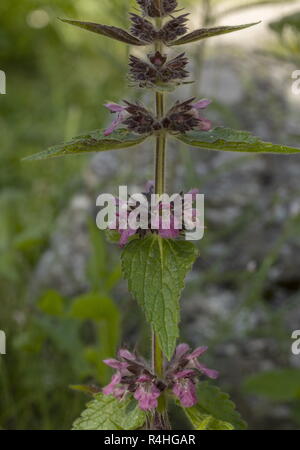 Calcare woundwort, Stachys alpina, in fiore. Molto rara nel Regno Unito. Foto Stock
