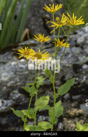 Grande leopard's-bane, Doronicum pardalianches in fiore, Alpi Italiane. Foto Stock