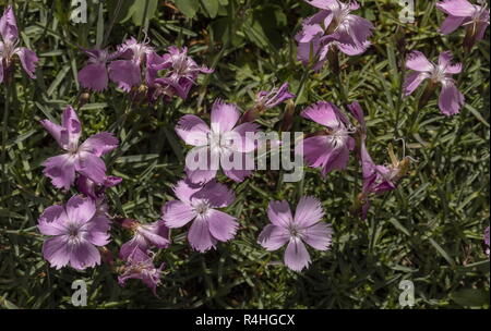 Il Cheddar rosa, Dianthus gratianopolitanus, in fiore; molto rari nel Regno Unito. Foto Stock