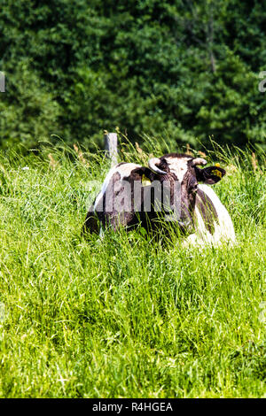 Mucca in un pascolo, su di un prato verde Foto Stock