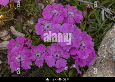 Rosa alpina, Dianthus Alpinus in fiore nelle Alpi austriache. Foto Stock