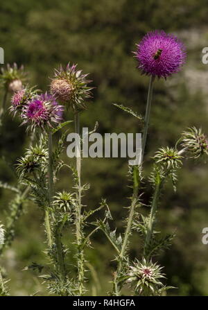 Una forma di muschio thistle, Carduus nutans ssp platylepis, in fiore nelle Alpi. Foto Stock