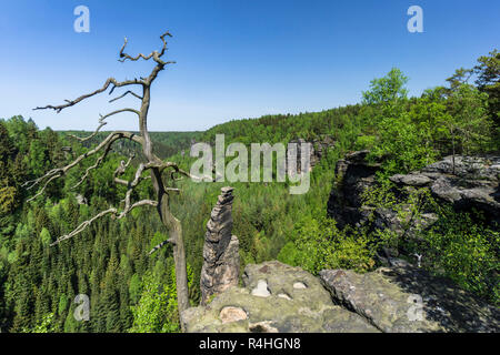 Elbsandstein, Dürrebielegrund con rock climbing Dürrebielenadel nel Bielatal, Dürrebielegrund mit Kletterfels Dürrebielenadel Bielatal im Foto Stock