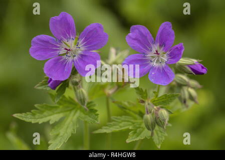 Legno cranesbill, Geranium sylvaticum, in fiore sul bordo del bosco. Foto Stock