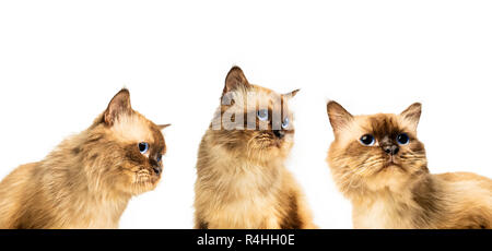 Gatto persiano con varietà pongono isolate su sfondo bianco Foto Stock