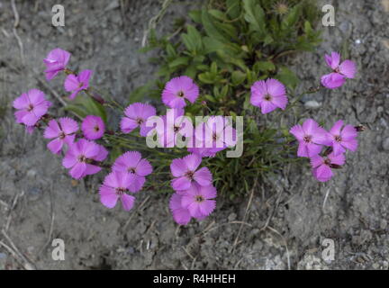 Il legno di rosa, Dianthus sylvestris, si raggruppano in fiore nelle Alpi francesi. Foto Stock